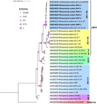 Virulence perspective genomic research unlocks the secrets of Rhizoctonia solani associated with banded sheath blight in Barnyard Millet (Echinochloa frumentacea)